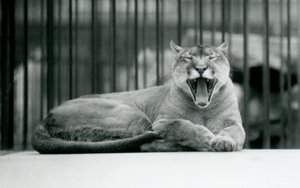 Un lion de montagne bâillant au zoo de Londres, 1928